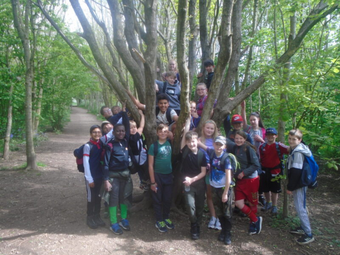 Year 6 How Tun Woods